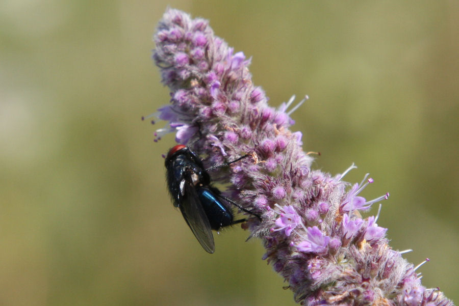 Possibile Protocalliphora azurea (Calliphoridae).